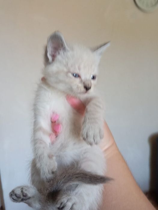 Котята только в ответственные руки