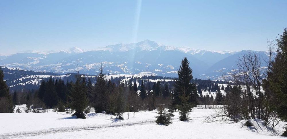 Vand teren 47.8 HA intravilan + extravilan Moisei/Viseu