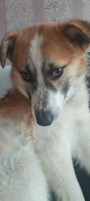 Пристраивается пёсель в хорошие руки.