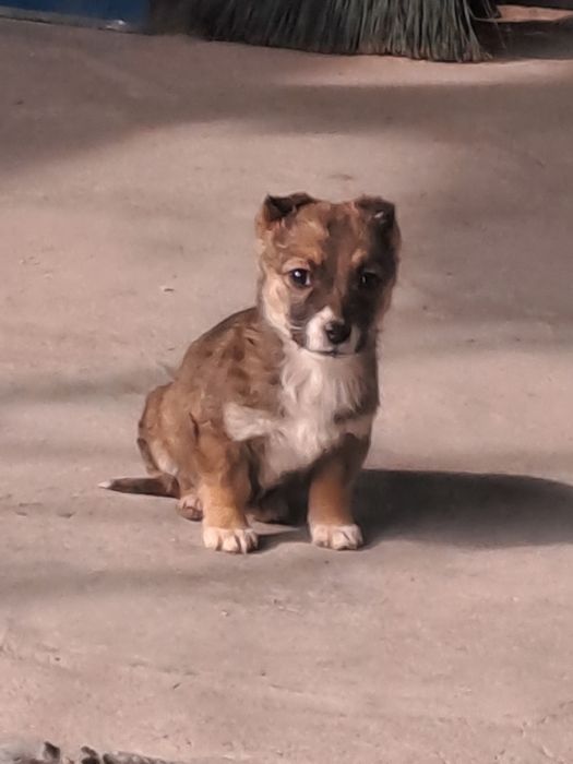 Отдам в добрые руки