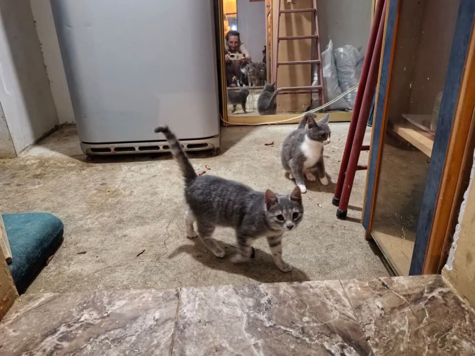 Отдам котят в хорошие руки