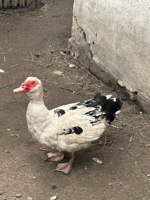 продам индоуток недорого