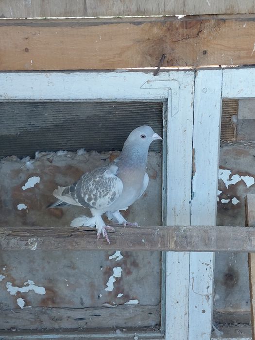 Голуби такла молодёжь
