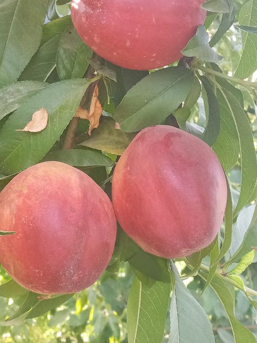 Shaftoli kuchatlari sotiladi