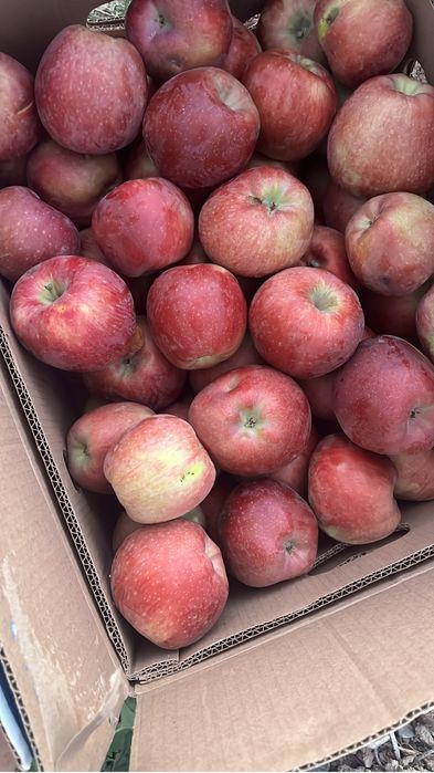Продам яблоки в Алматы