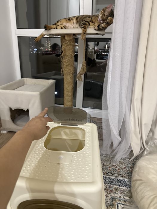 Лоток для кота в отличном состоянии