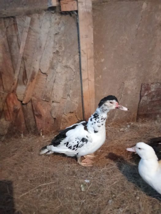 Продам индоутаков молодых