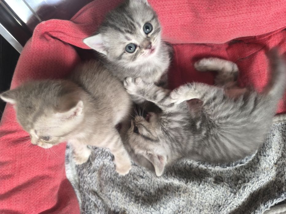 Британские котята