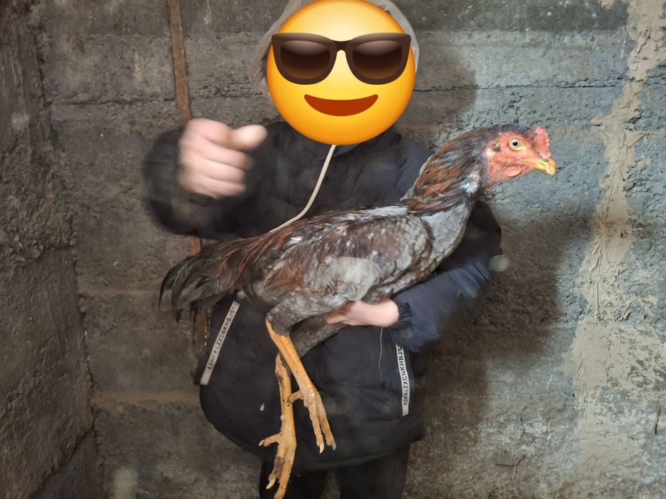 Продам дакан джужик маиски