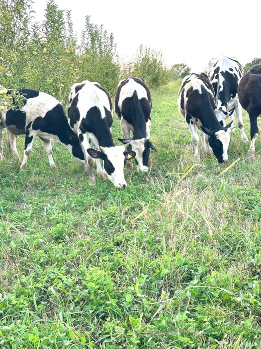Продам бычков породистые
