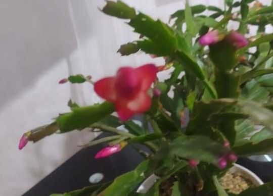 Комнатный цветок декабртст