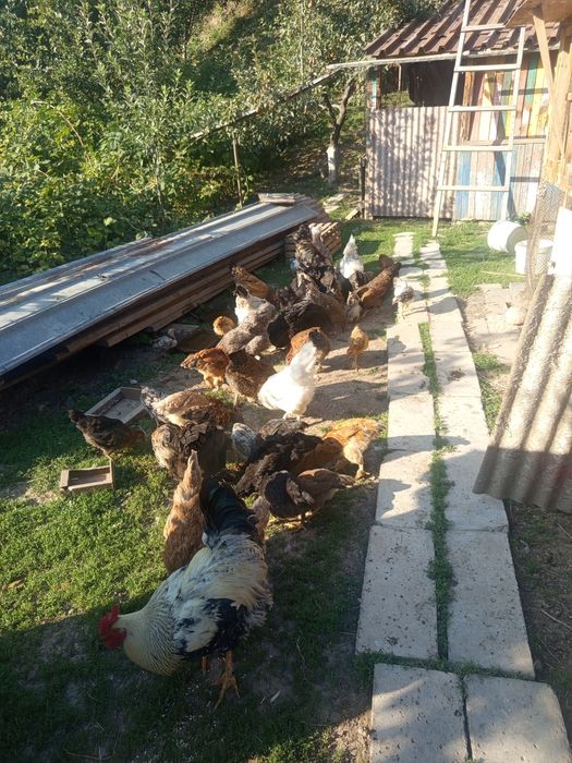 Продам курей домашние