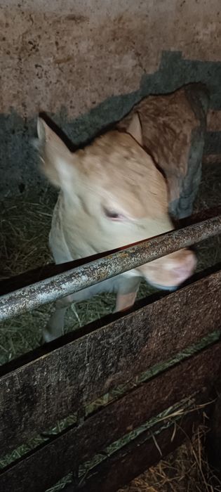 Продам тёлочку хорошую