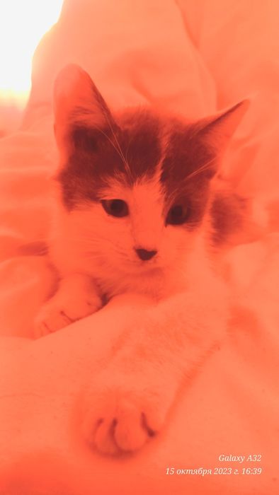 Котёнок милейший