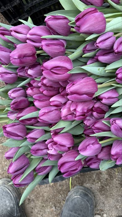 Люкс тюльпан.