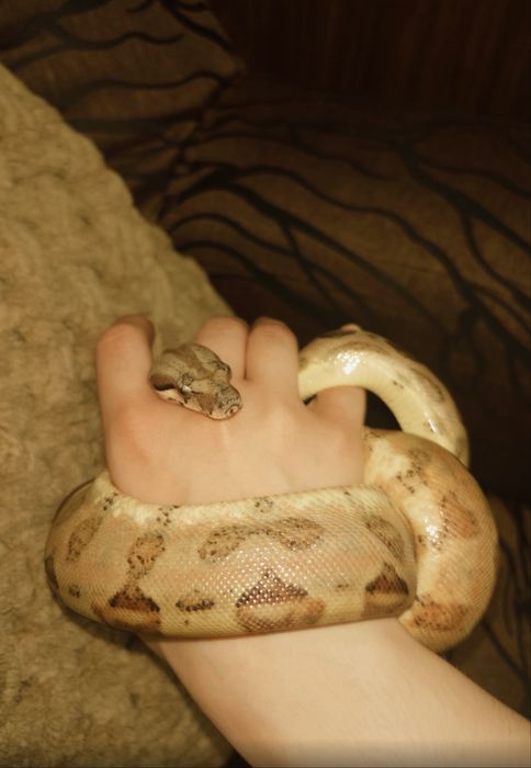 Императорский удав