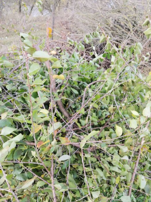 Preluam deșeuri vegetale