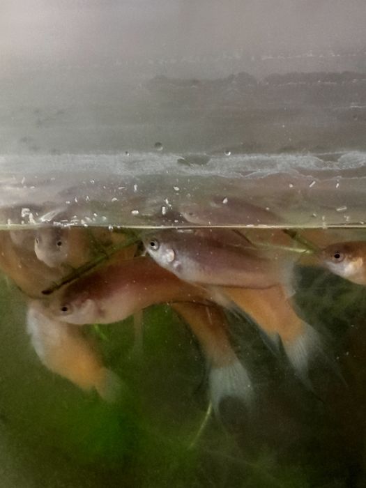 Аквариумные рыбки