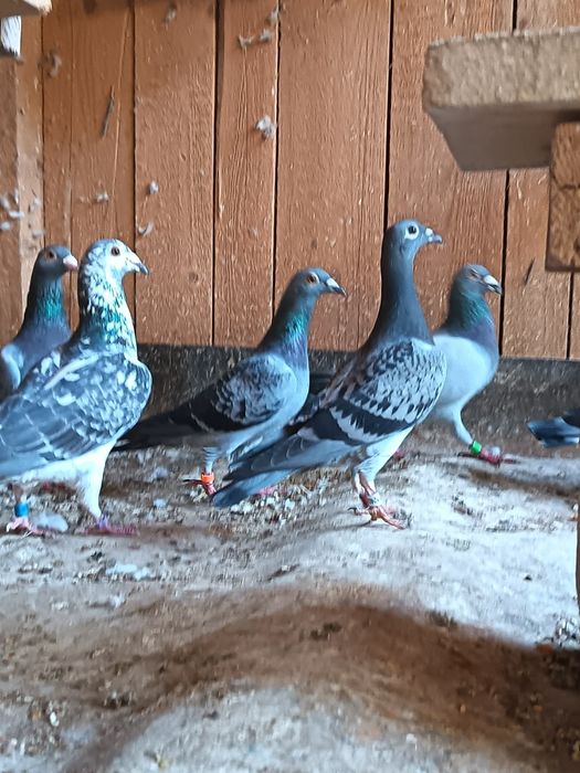 Porumbei de ornament și de concurs