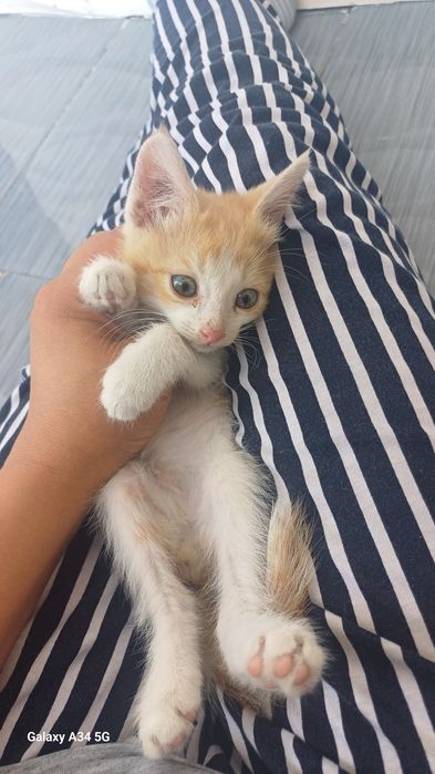 Маргаулар 2 айлык