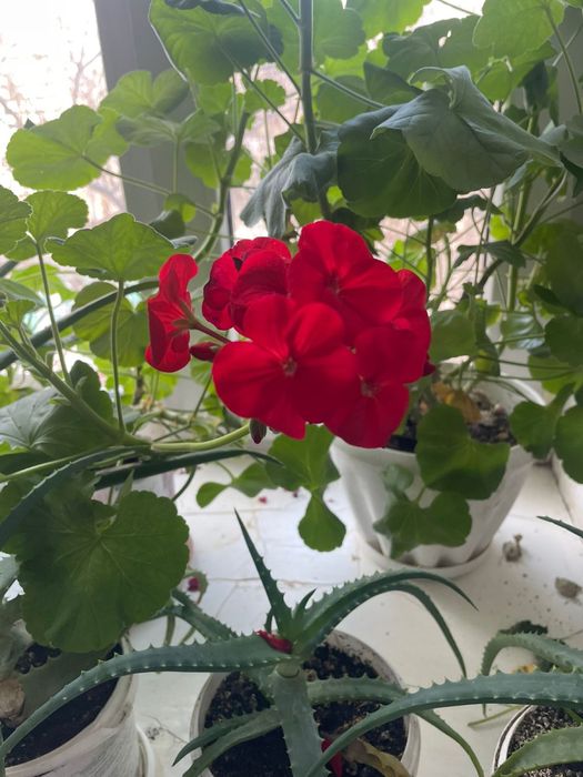 Герань цветы