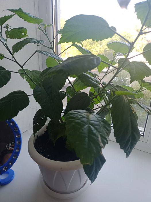 Цветы комнатные .