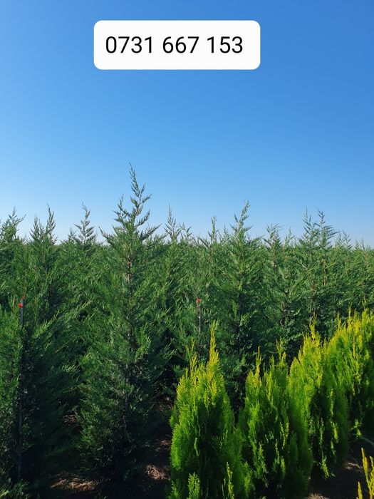 Leylandii chiparos laur englezesc Photinia Red Robin