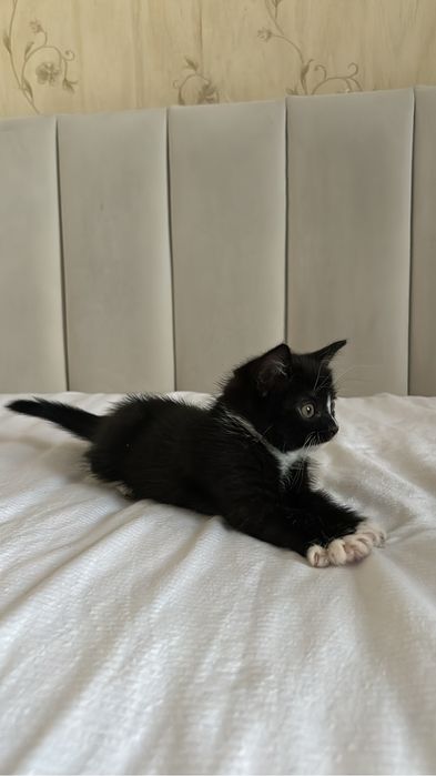 Котята 1,5 месяцев