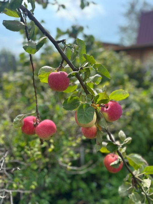 Продам дачу общество Лада