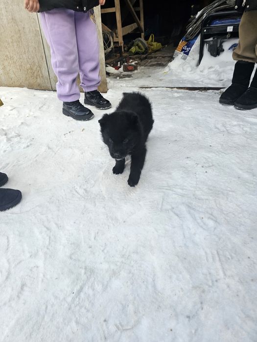 Продам щенка авчарка