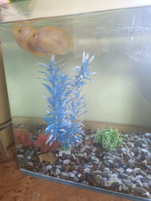 Акварум продаются