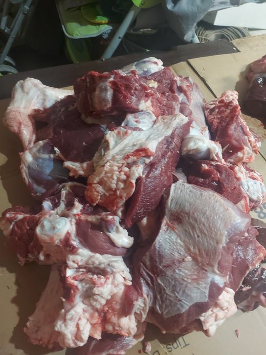 Семіз қашарлар сатылады 2100 теңге