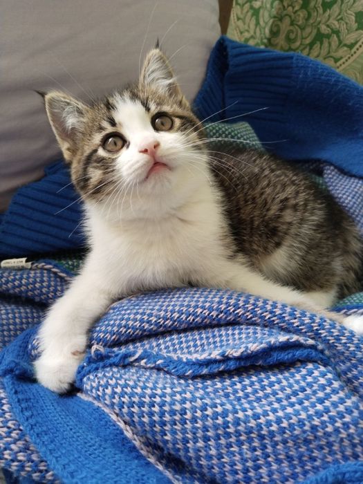 Милый котёнок ищет дом (бесплатно)