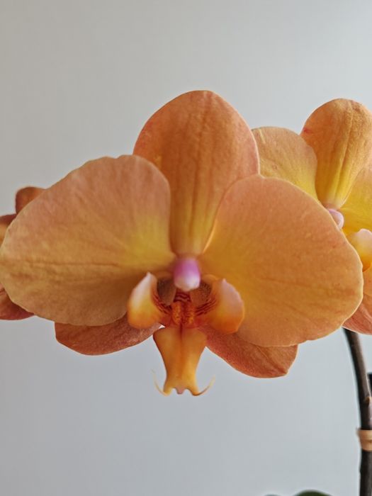 Орхидея фаленопсис
