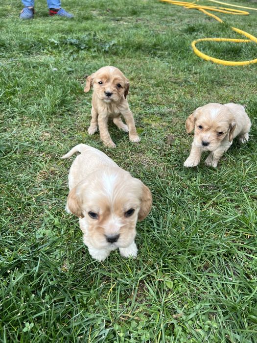 Кокер шпаньол