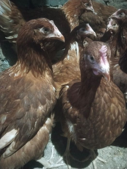 Продам кур ломанбраунов