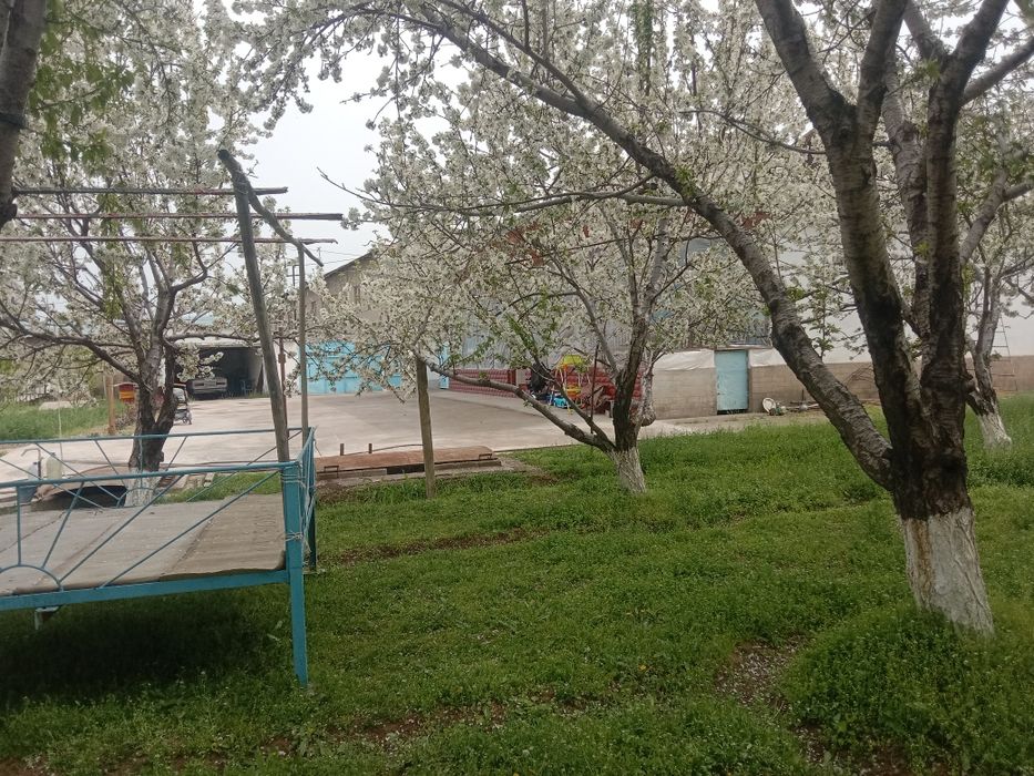 Срочна сотилади котта ховли