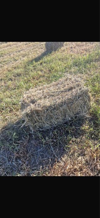 Шоп сатылады продается сено