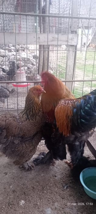 Vând pereche brahman potarnichiu