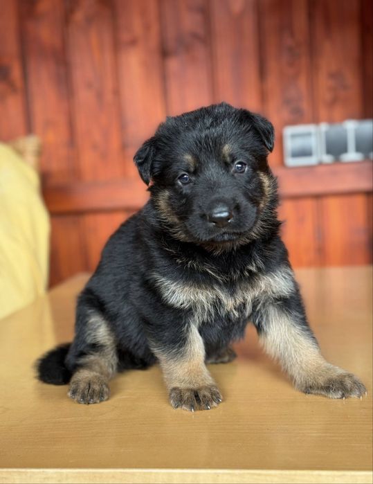 Pui ciobanesc german