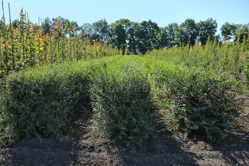 Вяз обычный , вяз пенбула