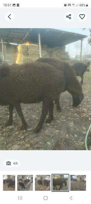 Бараны продается