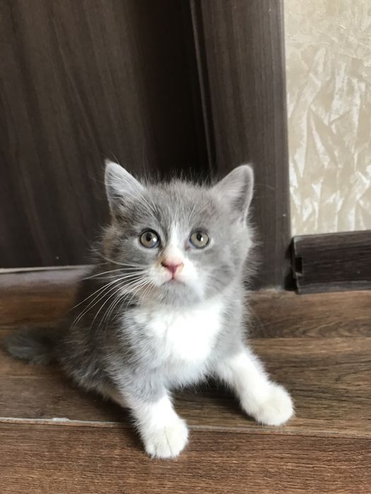 Отдаем котят в хорошие и любящие руки