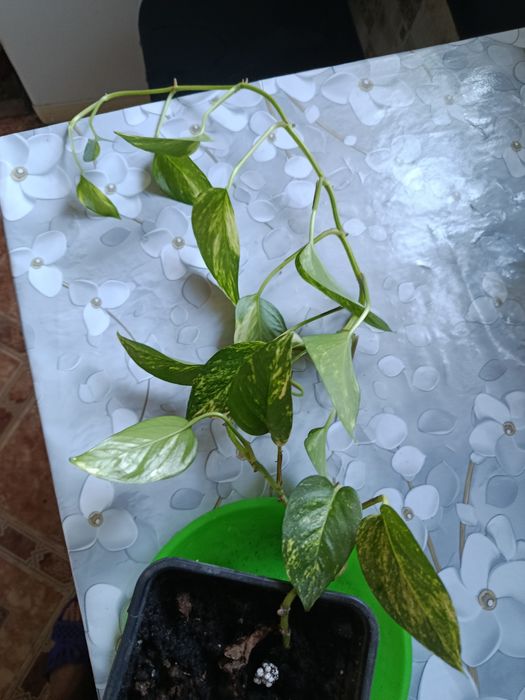 Продам Сциндапсус