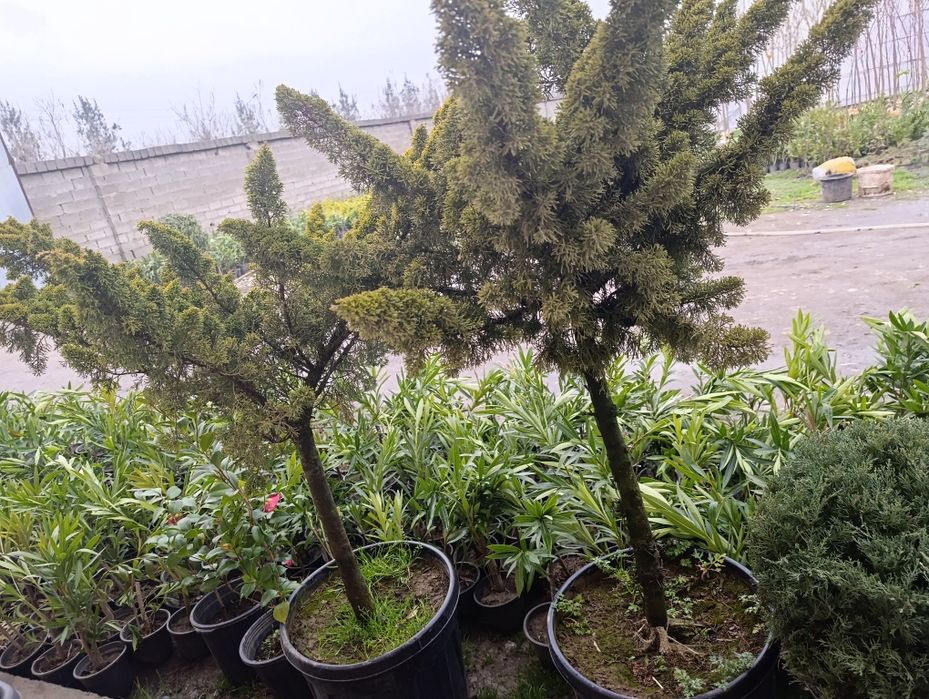 Манзарали ва мевали дарахт кучатларимиз сотувда