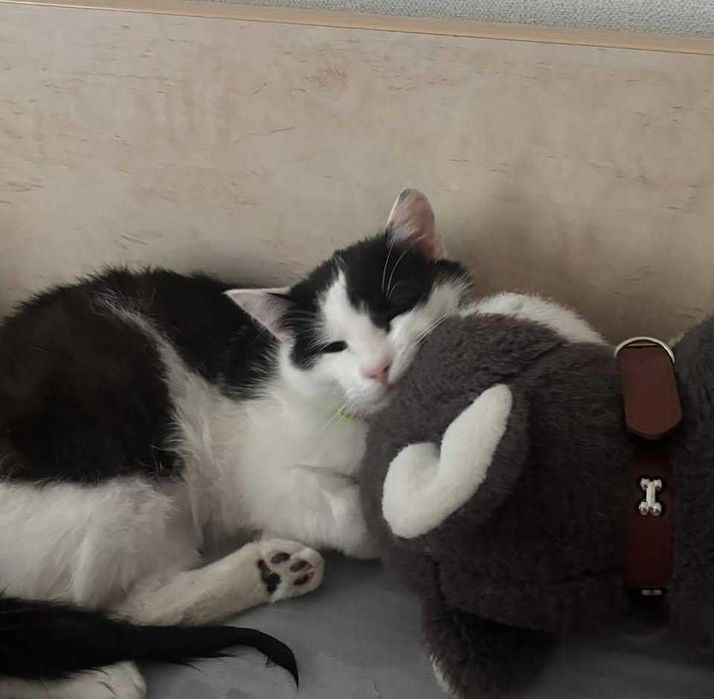Котик черно-белый