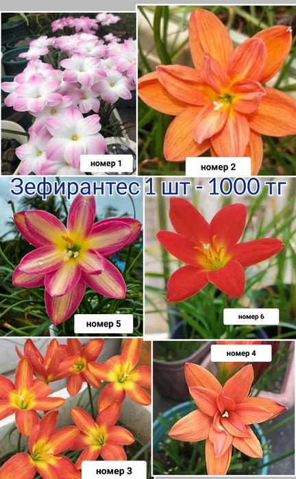 Декабрист эпипремнум комнатные цветы