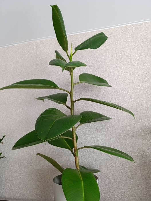 Продам комнатный цветок