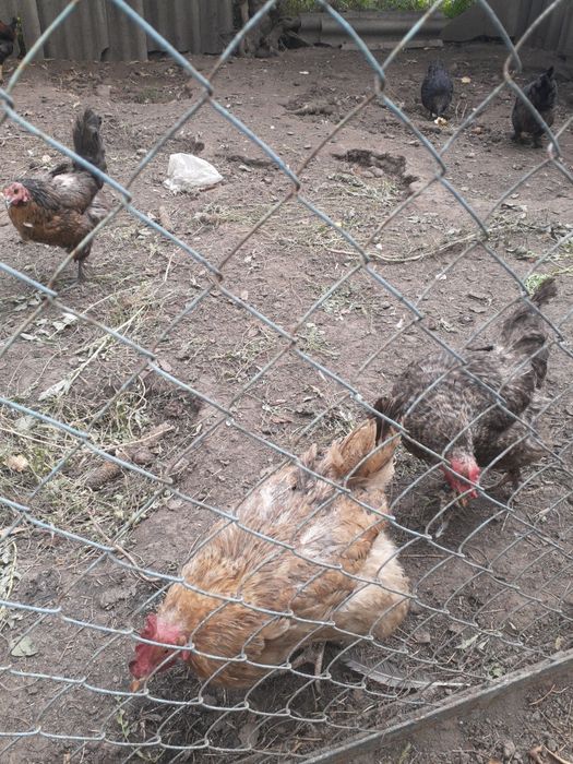 Продам домашних курей и петухов