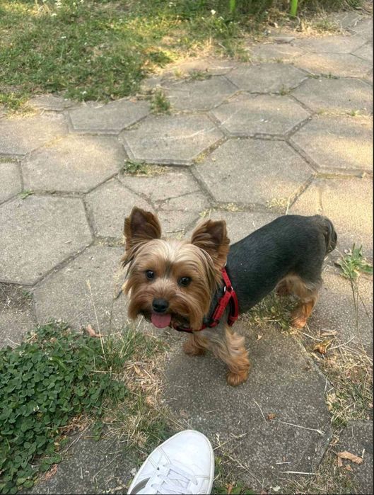 Мини йорки 350 евро